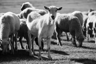 2016年下半年畜牧漁業(yè)飼料銷售形勢分析