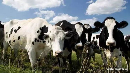 黑科技登場(chǎng) 牛胃電膠囊如何為畜牧業(yè)高質(zhì)量發(fā)展賦能并重塑飼料銷售格局