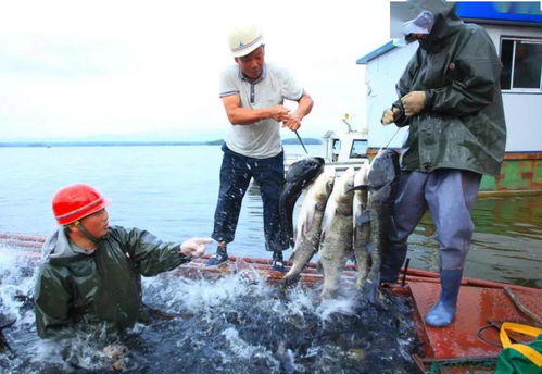 水產(chǎn)養(yǎng)殖助力鄉(xiāng)村振興 長(zhǎng)壽之鄉(xiāng)貴州印江、湖北鐘祥、貴州赤水的實(shí)踐探索與飼料銷售新機(jī)遇