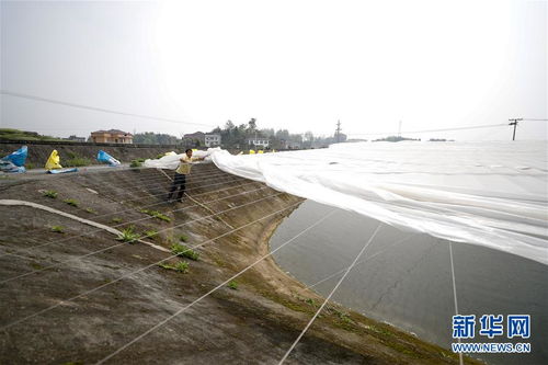 疏通產(chǎn)業(yè)鏈堵點(diǎn)，保障“菜籃子”供應(yīng)——重慶養(yǎng)殖大區(qū)力促養(yǎng)殖業(yè)補(bǔ)損復(fù)產(chǎn)與飼料銷售暢通